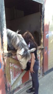 Los chicos de la Casa de reposo reciben terapias con caballos